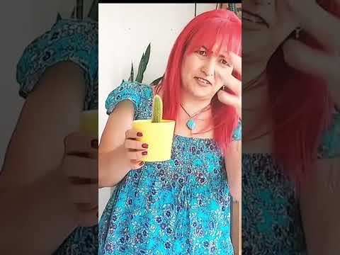 Yılan kaktüs gibi aşağı sarkacak #maymunah #flowers #cactus #çiçek #çiçekbakimi #çiçekbakımı #funny