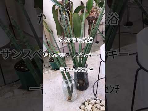 美しくエキゾチックで繊細な花のコレクションを作成するために、竹製のデンドロビウム蘭を世話するにはどうすればよいですか?  庭園