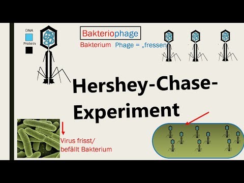 Hershey-Chase Experiment [German] - DNA as a carrier of genetic information