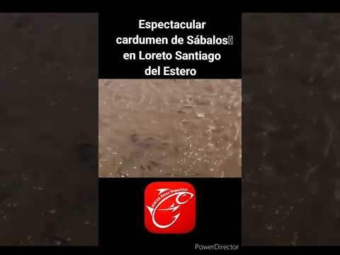 Espectacular cardumen de Sabalos #fishing #lineadepesca #pesca #pescasub #fish #sábalo #sabalo