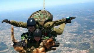 A Tribute to Our Military and Service Dogs