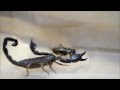 Скорпион и сверчок / Scorpio and cricket 