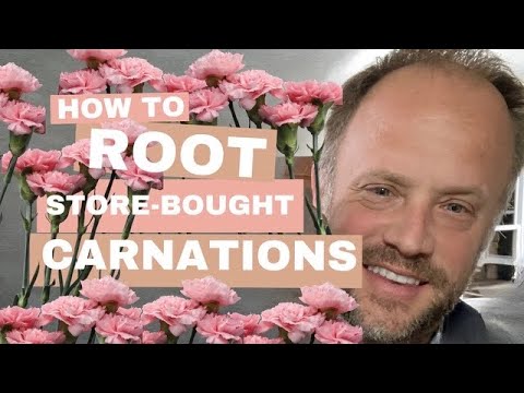 How to Root Store-Bought Carnations