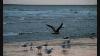 Grace and pride / Capercailli