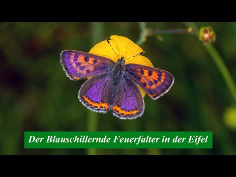 Der Blauschillernde Feuerfalter in der Eifel - Lycaena helle