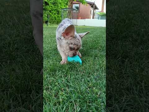 Video 4