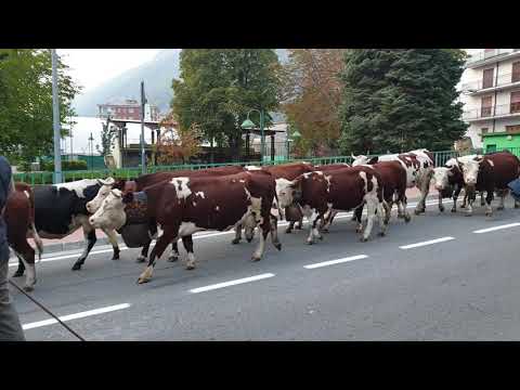 Transumanza delle mucche Valle d'Aosta