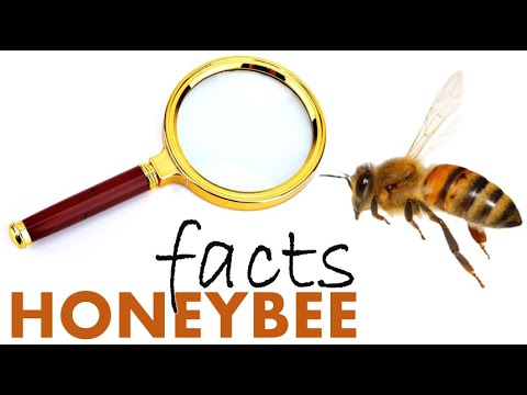 Podcast: Facts about Honeybees!