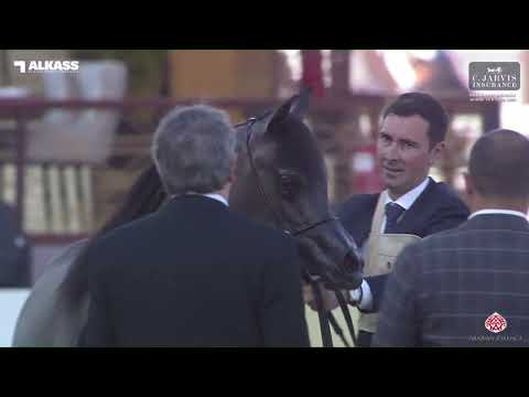 N 7 LOALOAT NUDRAH   Katara Int  Arabian Horse Festival 2023   Yearling Fillies Class 1A