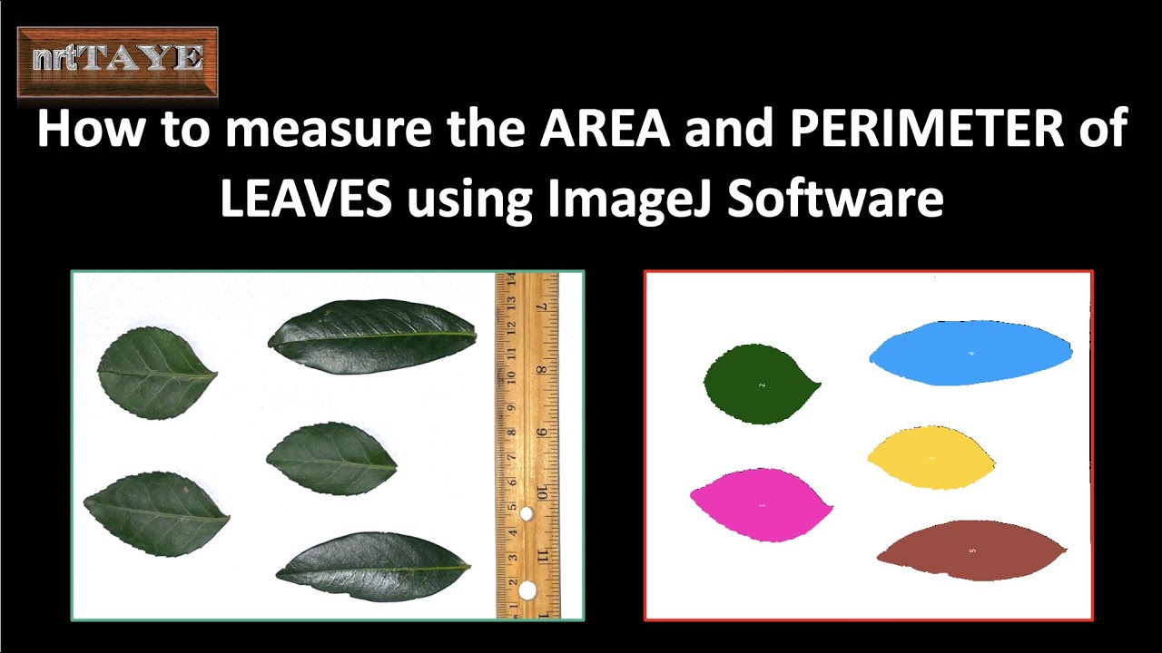 How to measure the AREA and PERIMETER of leaves using ImageJ Software