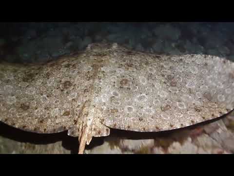 Elasmobranquios de Las Canteras