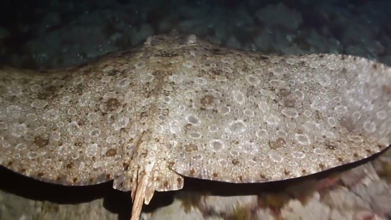 Elasmobranquios de Las Canteras — 1