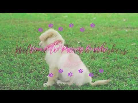 Discover Paws & Whiskers: Where Pets Get Pampered