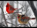 Two birds by Regina Spektor 