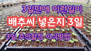 배추씨 넣은지 3일 폭풍성장 [배추재배방법]
