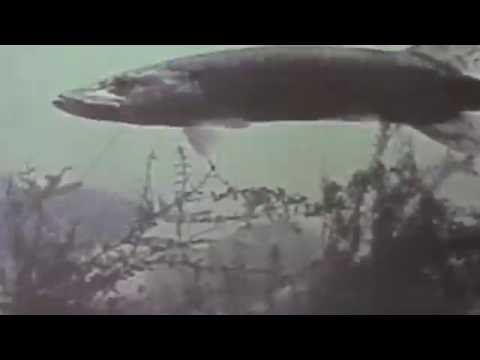 Biologisch gesunder Fluß