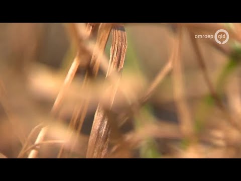 GLD Nieuws 8 april 2019 - Maandag 8 april