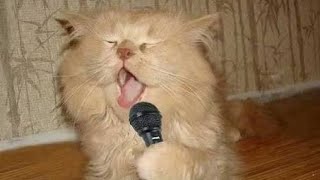 Happy Birthday Song by Cats