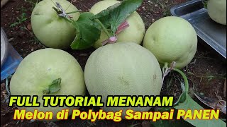 RANGKUMAN Tutorial Menanam MELON di Polybag Dari Awal sampai Panen