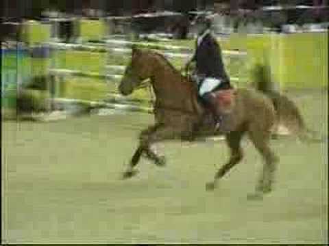 OTP Bank Lovas Világkupa / Budapest Horse Show - Joker