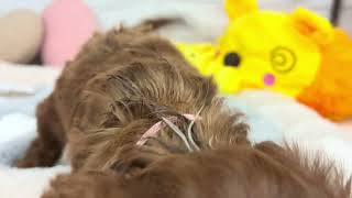 ハーフ犬の動画01
