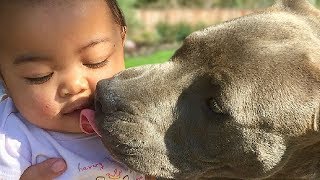 Cute Pitbull and Baby Compilation NEW