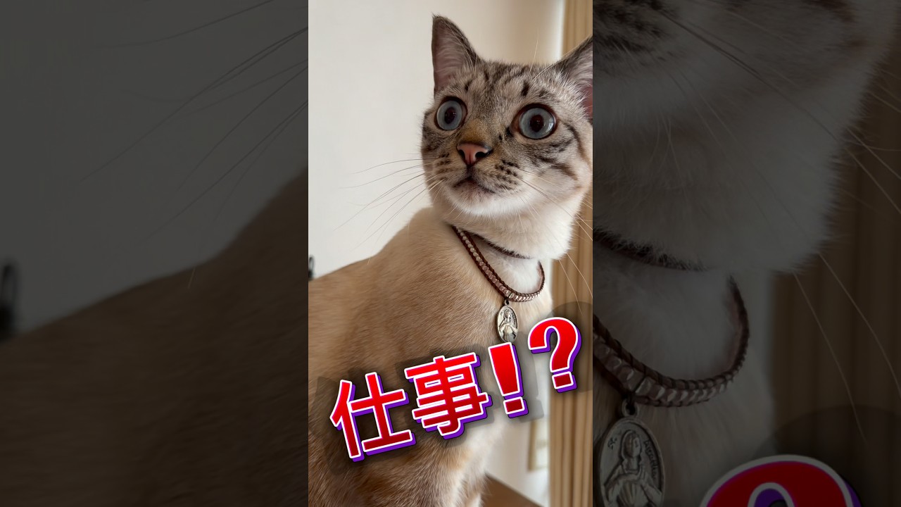 猫になりたい・・そんな休日です【保護猫ジルベール】 #cat #ネコ #保護猫