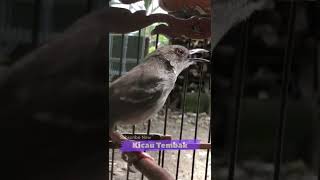 Download lagu Ciblek Kristal Gacor Full Tembakan Ngebren Cocok Untuk Masteran | Kicau Tembak mp3 Download lagu Ciblek Kristal Gacor Full Tembakan Ngebren Cocok Untuk Masteran | Kicau Tembak mp3