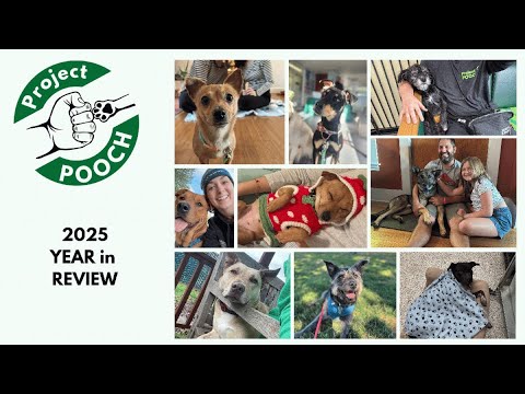 Change the Lives of Troubled Youth & Shelter Dogs