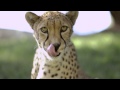 Listen To A Cheetah Purr In This Gorgeous Video At San Diego Zoo Safari Park