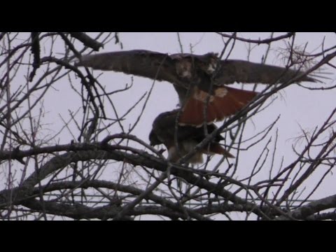 Big Red & Ezra Mating, 3/5/2016 (HD)