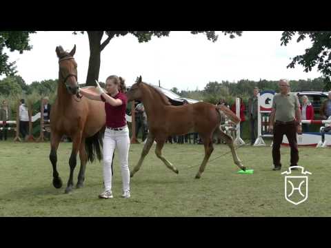 A289 Stutfohlen von Dinken   Coriano   Contender