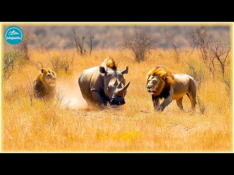 RHINO VS LION: THE BATTLE BIG CATS FEAR TO FIGHT! | Animal Documentary
