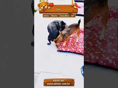 Vídeo de Léo