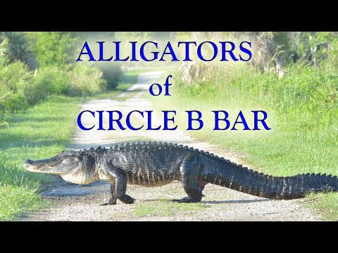 Alligators of Circle B Bar