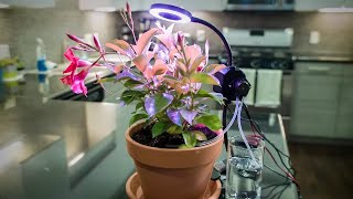 Make a Raspberry Pi Automated Gardener