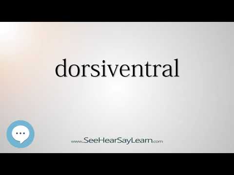 dorsiventral - Smart & Obscure English Words Defined 🗣🔊