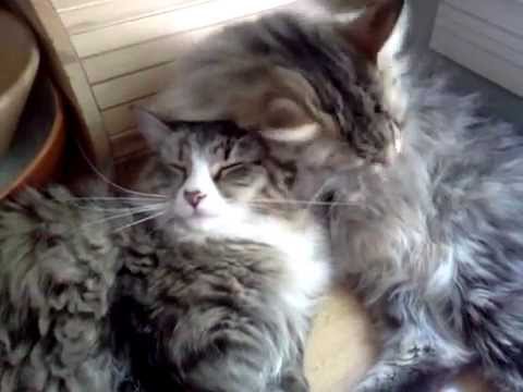 Sancho and Lopez, Siberian kittens, in grooming mode