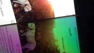 My Beloved Is...So...So...Nearby!