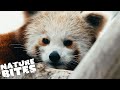 Endangered Red Pandas Play in the Snow | Nature Bites