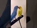 "Indian Ringneck Parrot Talking and Care Tips" #parrot #ringneckparrot #shorts
