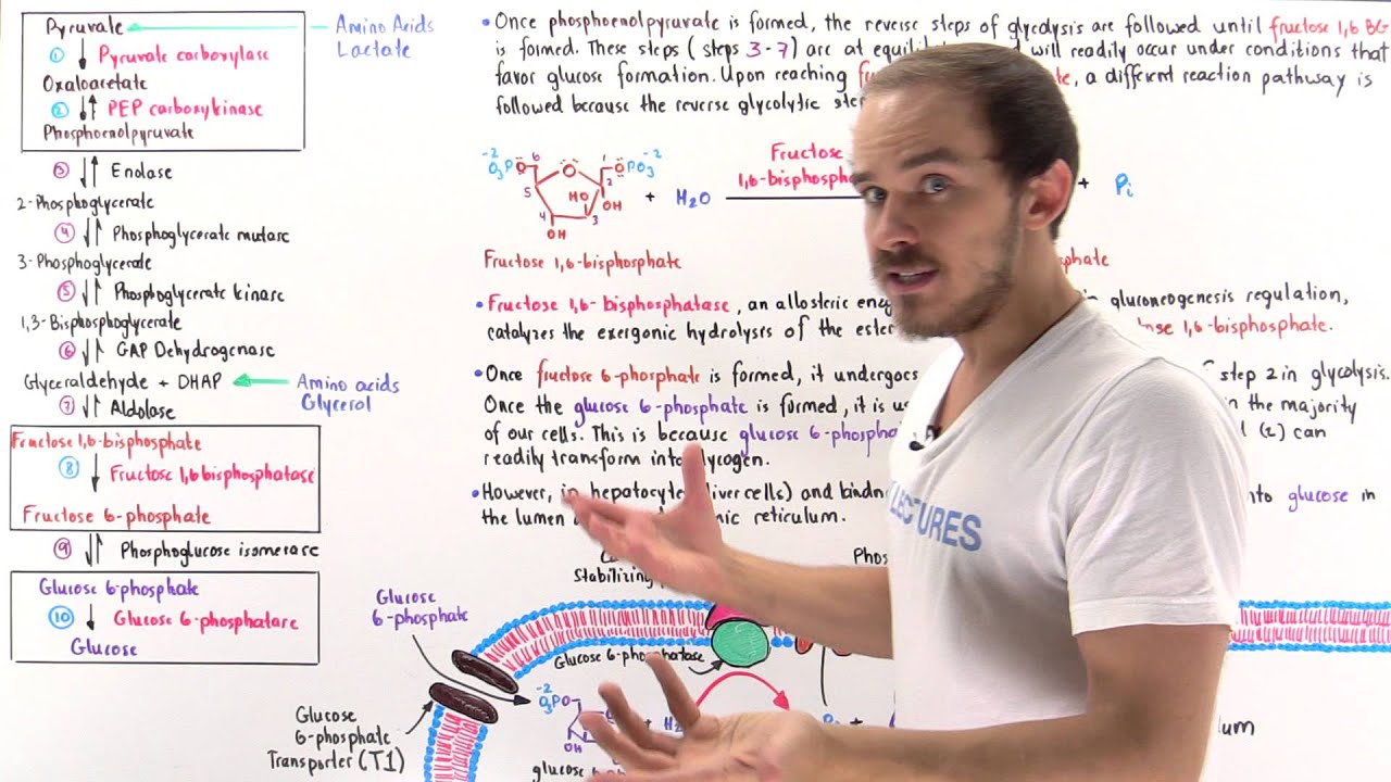 Gluconeogenesis (Steps 3-10)