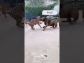 Royal Bengal Tiger VS Lion Tartipur TV Official