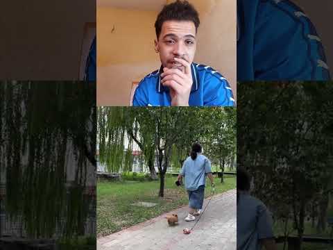مكيمكنش هيا غذا والكلب تبعها😂