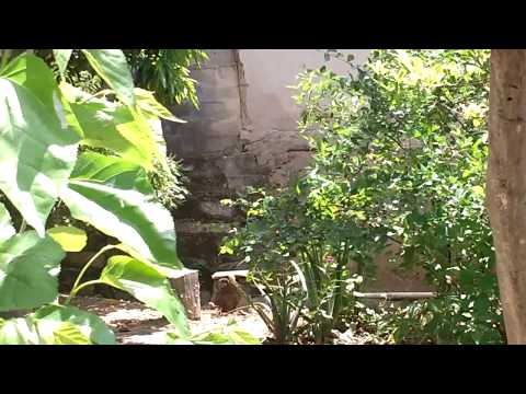 Canários mobiliando casinhas.