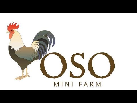 RIR + Rhode Island Red & Dominant F2 breed | free range chicken | buhay probinsya