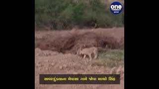 Lion video goes viral | Amreli | Oneindia Gujarati | વનઇન્ડિયા ગુજરાતી