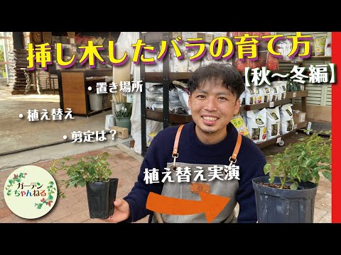 しおれたバラにジャガイモを使って植える：神話か現実か？  庭園