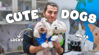 Sevimli Köpek Aşı Olunca Ortalığı Karıştırdı! (2 Minik Köpeğin Veterin