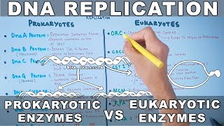 DNA Replication | Prokaryotic vs Eukaryotic Enzymes